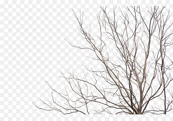 ��֦-������