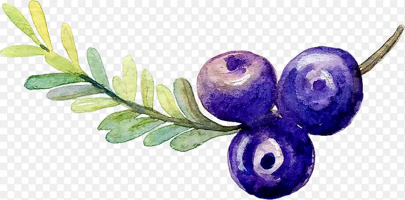 ˮ����ݮ-������