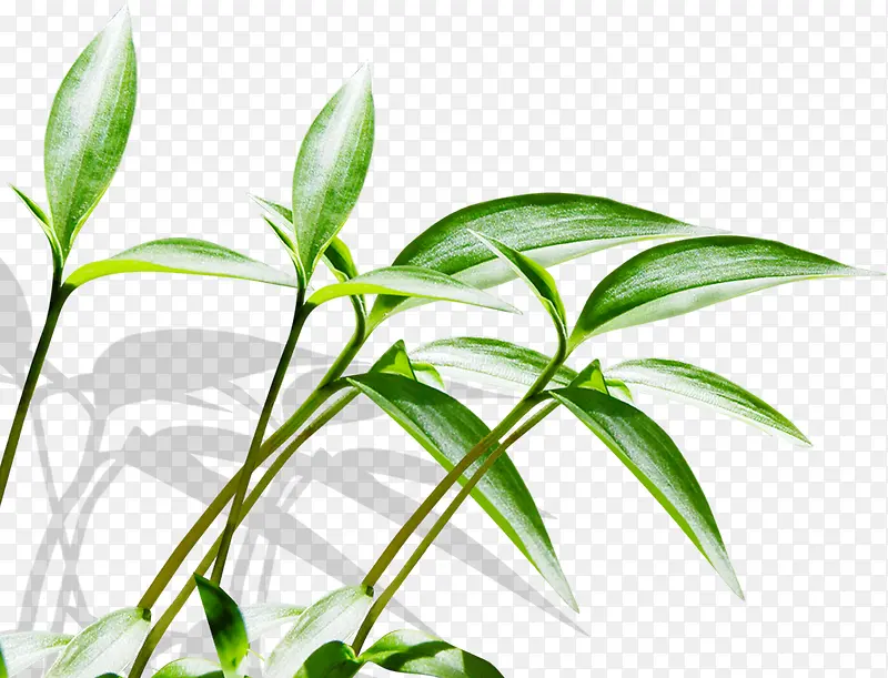 ��Ч�ݱ�ֲ�������Ӱ-������