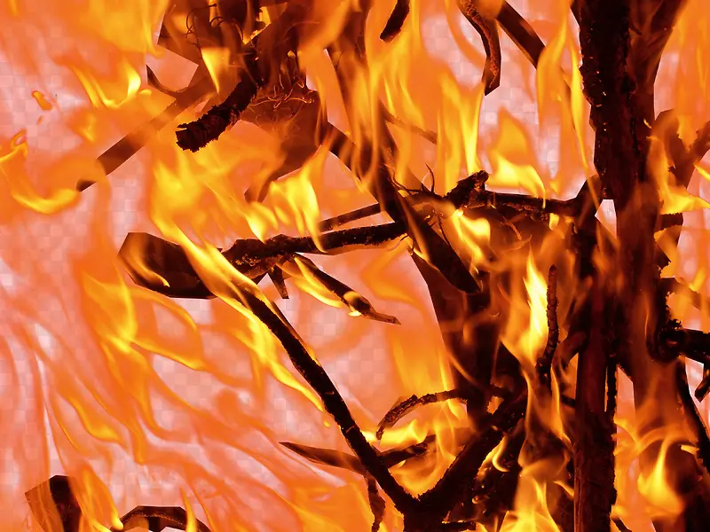 ȼ�յ���֦-������