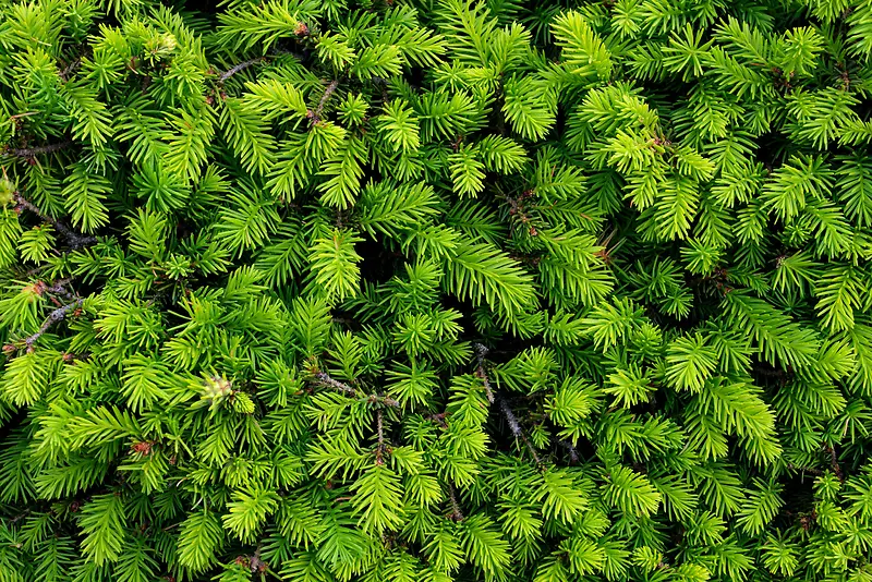 ��ɫ����֦����-������