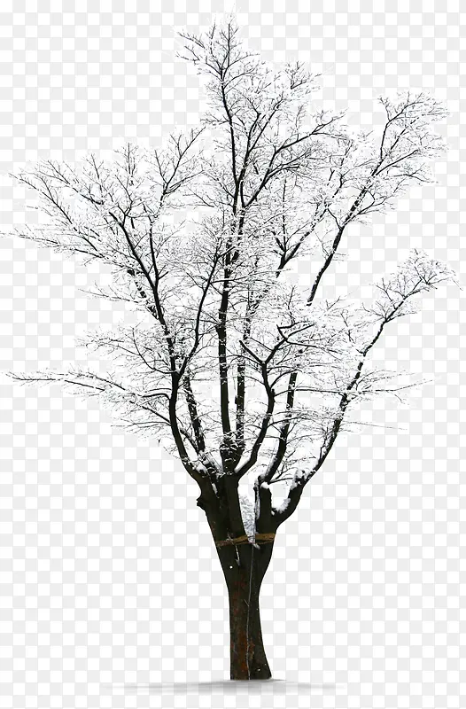 ������ѩ����-������