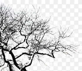 ��֦ѩ��-������