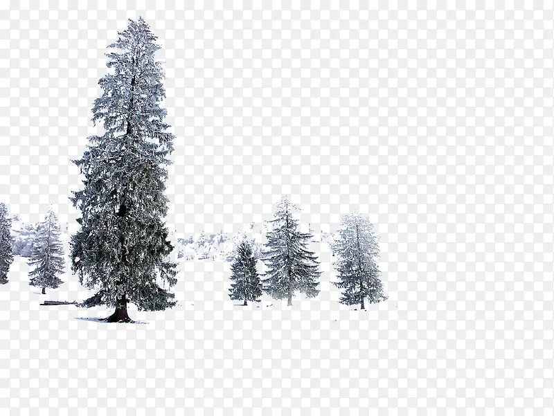 ����ϳɶ����ɭ�ֺϳ���Ӱ-������