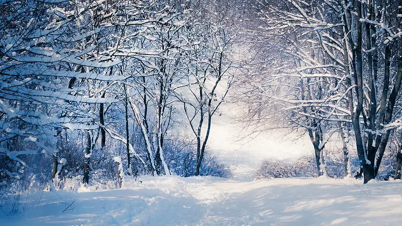 ������Ӱɭ�ֶ���ĺ����ϳ�-������