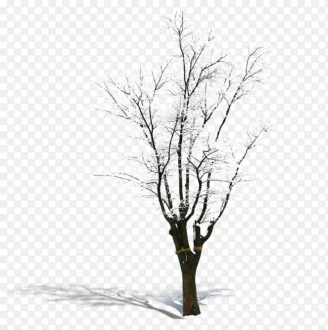 ������Ӱ�������ľɭ��-������