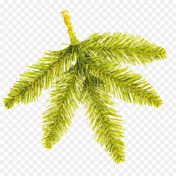 ʥ����װ����Ҷ-������