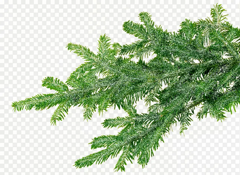 ʥ������ɫ��Ҷװ��-������