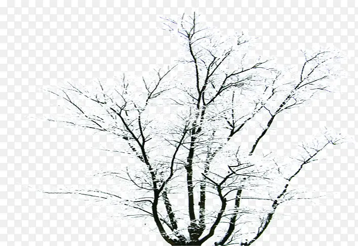 ��Ӱ�ϳɰ�ɫ��ѩ����ľ-������