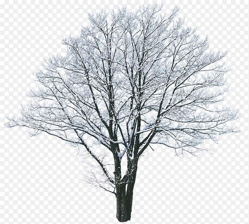 ���嶬��ѩ������-������