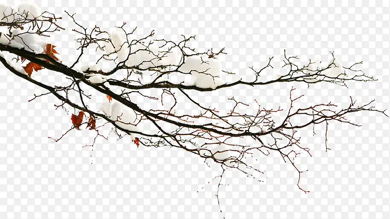 ���嶬����֦ѩ��-������