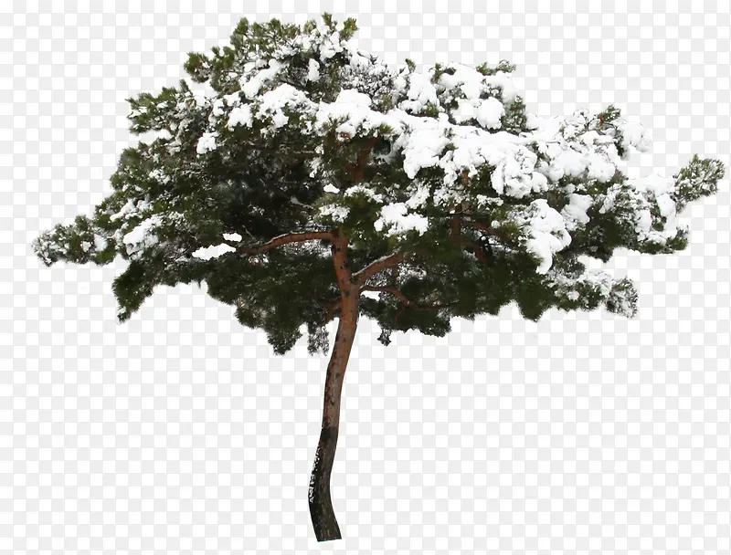 ����ѩ����ɫ����-������