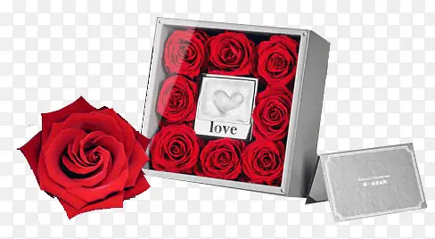 ������Ӱ�����ɫ��õ�廨-������