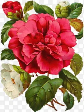 ������Ӱ��ɫ��õ�廨�ϳ���Ӱ-������