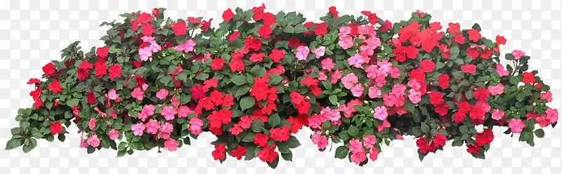 ��������ɫõ�廨��Ӱ-������