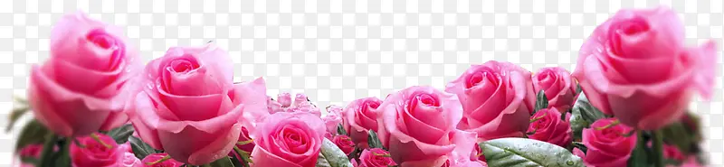 ��ɫõ�廨������Ӱ-������