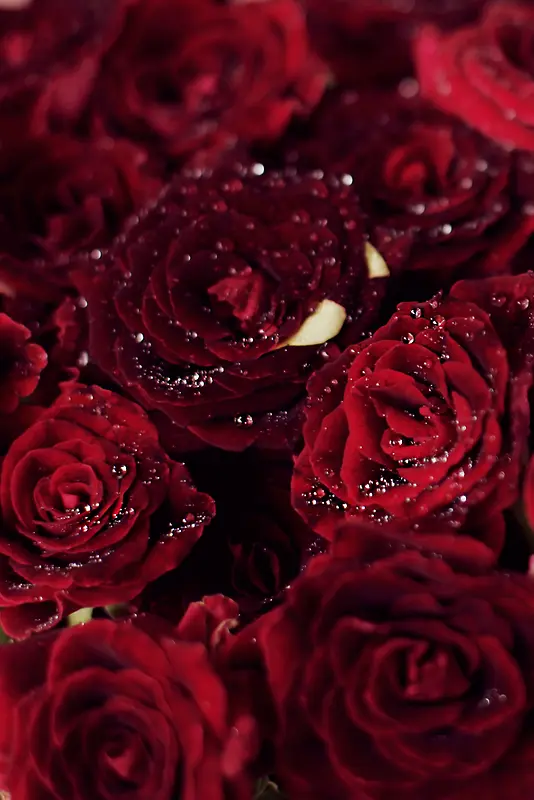 õ�廨��ɫõ�尮������-������