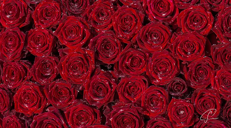 ��ɫõ�廨���䰮��-������