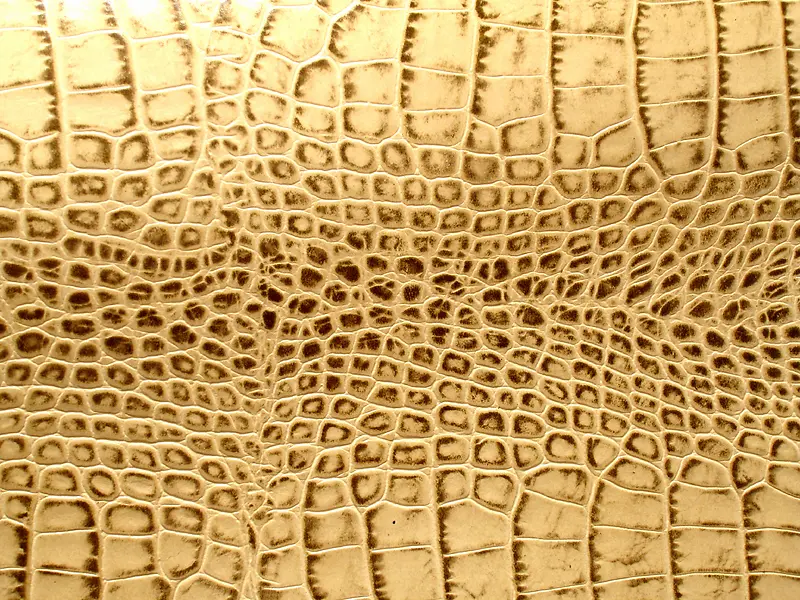 ��ɫƤ�ﱳ��-������