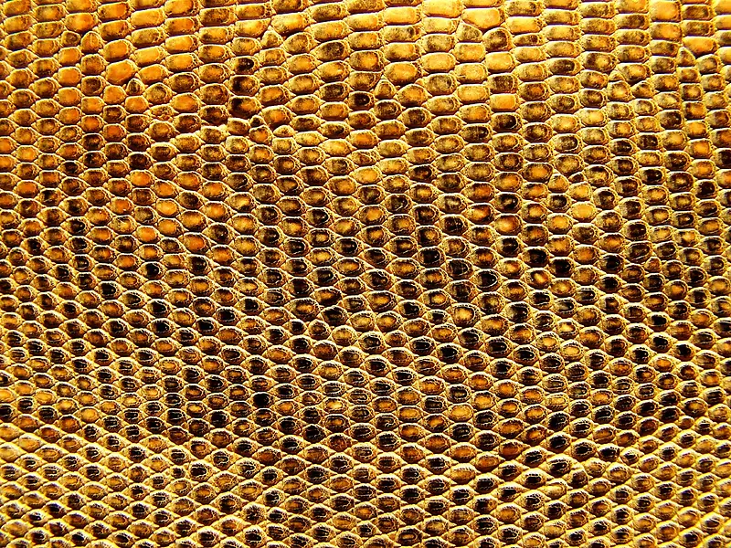 ��Ƥ���ʱ���-������