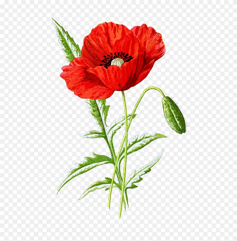 һ���컨����ز�-������