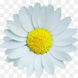 ��ɫ������̨�ƹ�-������