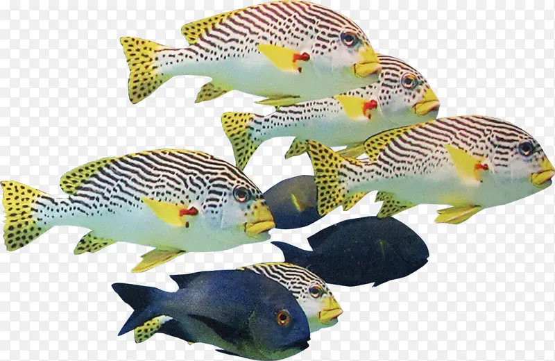 ���׶���-������