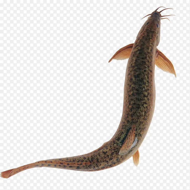 �������㺣��ʳ��-������