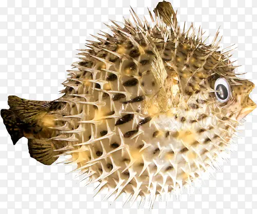 ���׶���-������