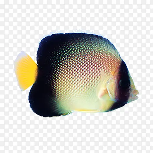 ��ɫ�ȴ���-������