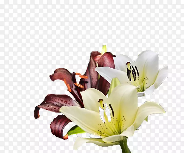 �ٺϻ�������Ѿƺͺ�ٺ�ͼƬ-������