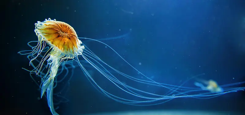 ������ɫ����-������