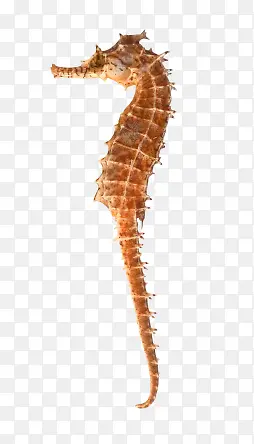 ����������-������