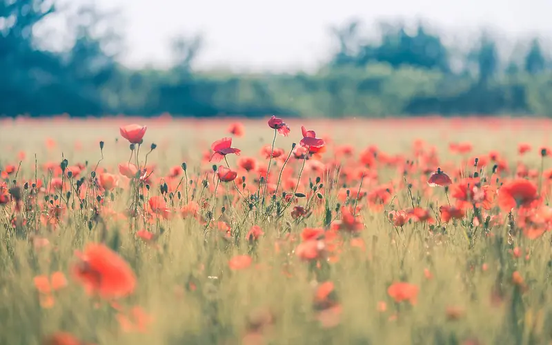 ģ����������ɫС��-������