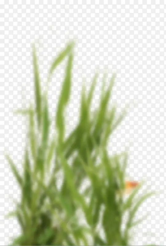 ģ�������̲�-������