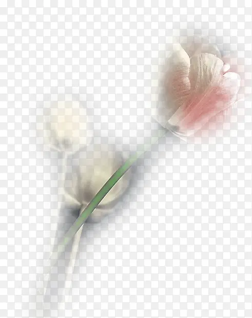 ��ɫģ��õ�廨-������