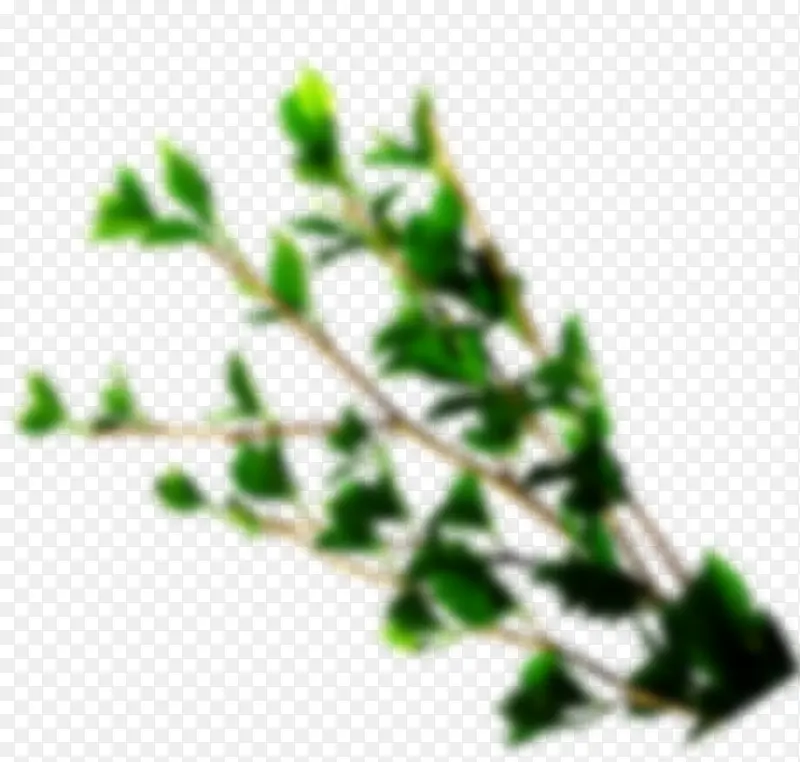 ģ������ɫ��֦-������