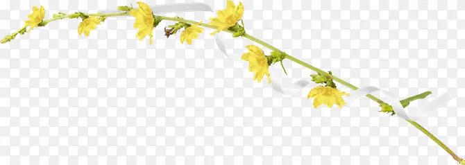 ��ɫ��֦˿��-������