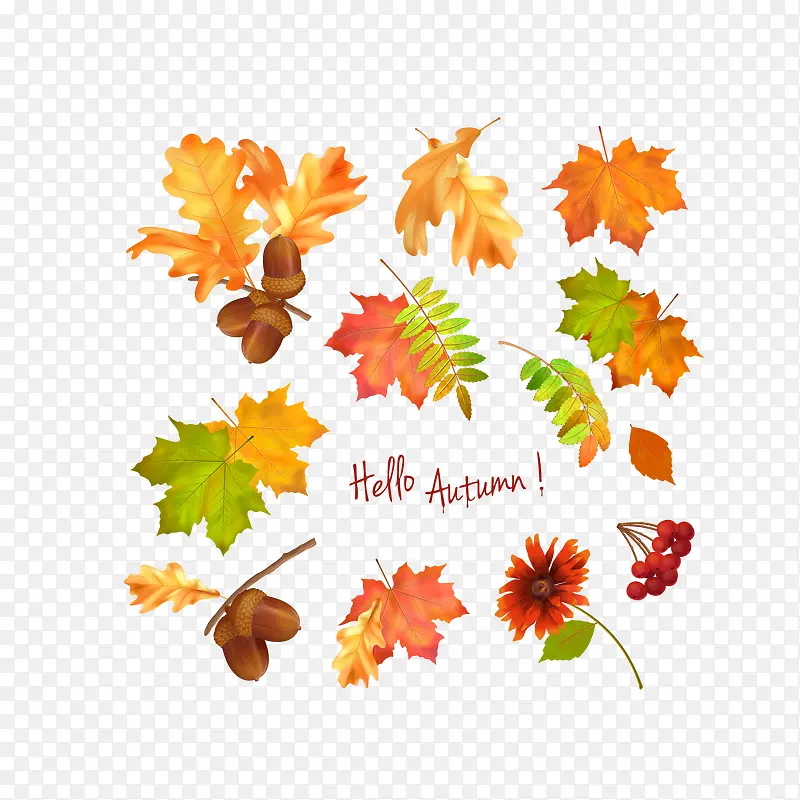 �������Ҷ����-������