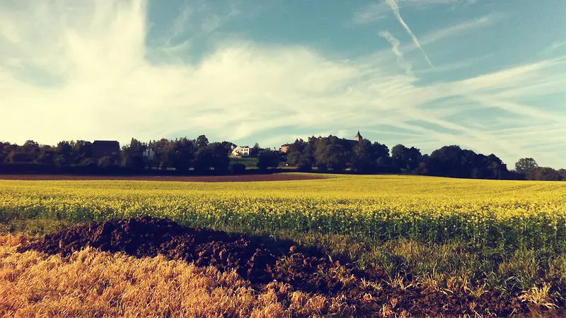 ��ɫ��ջ�ɫ�ݵظ�����Ӱ-������