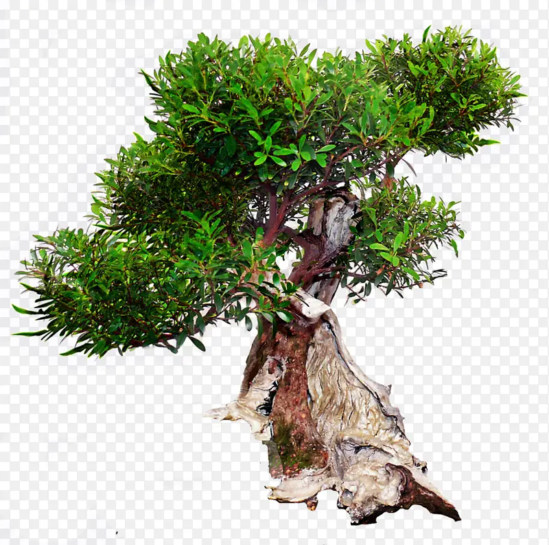 ����ֲ����ɫ-������