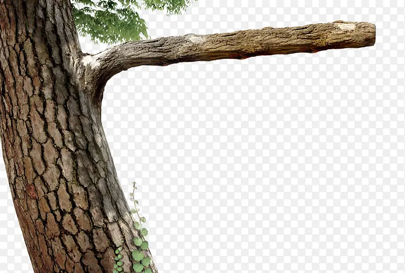 ��ľ-������