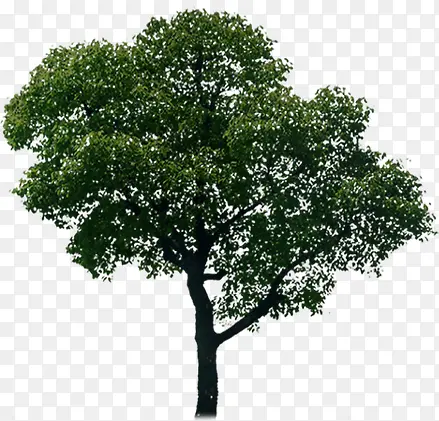 ī��ɫ����������-������