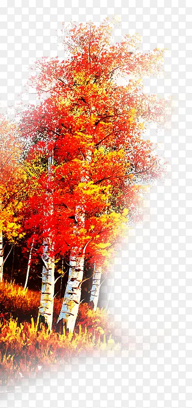 ��Ҷ��-������