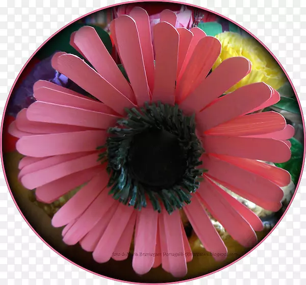 ���տƿ���ֲ�ﻨ��-���޾�-������