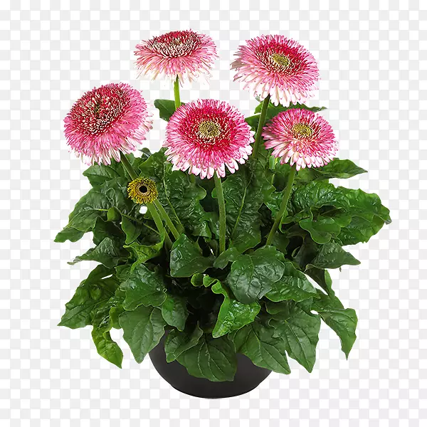 ���տ��л����޾�-������