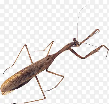 ��ɫ���-������