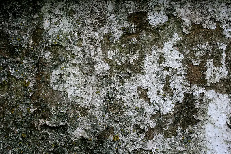 ����ǽ�ڱ���-������