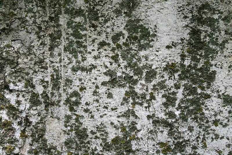 ���ɰ����ǽ�ڱ���-������