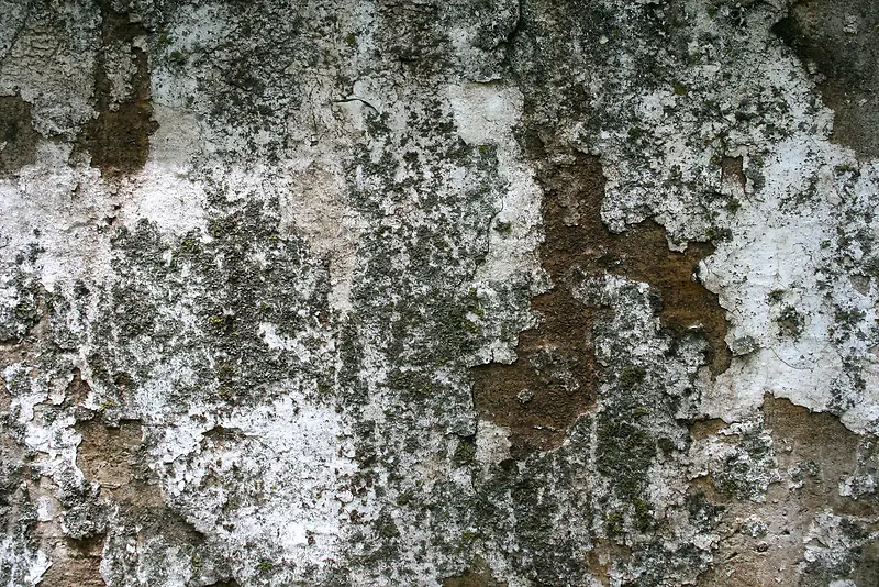 ����ǽ�ڱ���-������